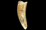Fossil Crocodile (Elosuchus) Tooth - Morocco #81034-1